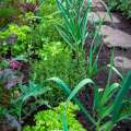Notre jardin potager « bio »