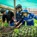 Notre jardin potager « bio »