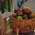 Notre jardin potager « bio »
